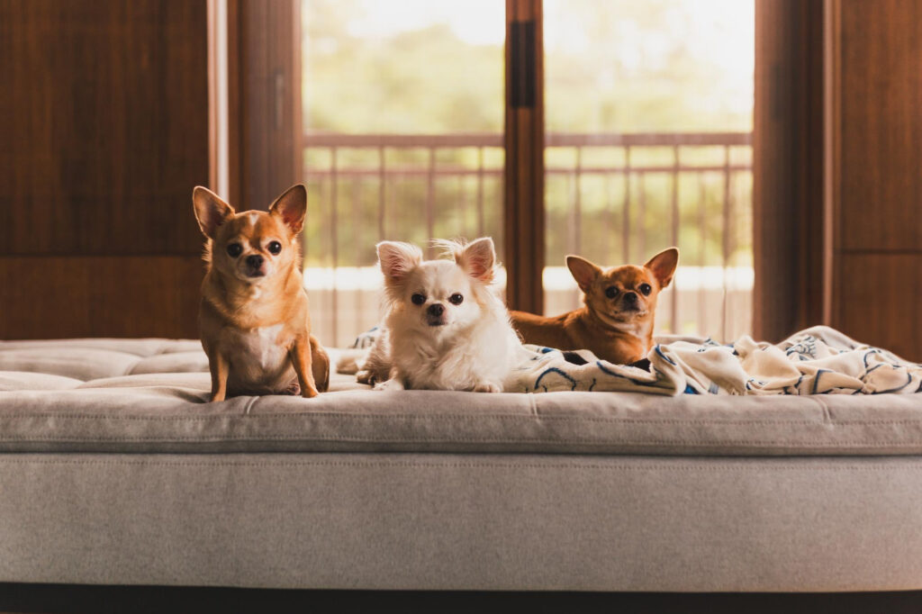 hospedagem para cães rj
