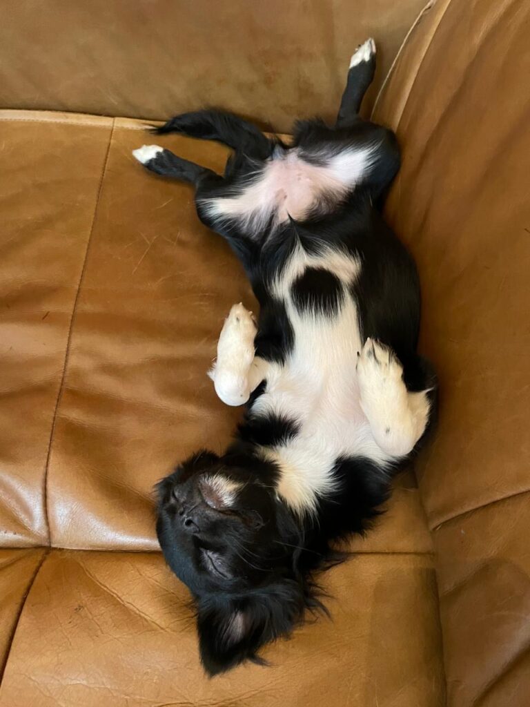 chihuahua adulto no rio de janeiro