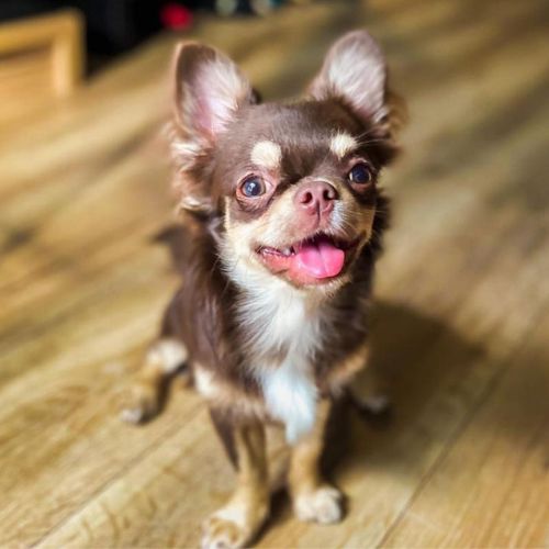 chihuahuas adultos rj