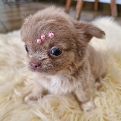 chihuahua femea filhote