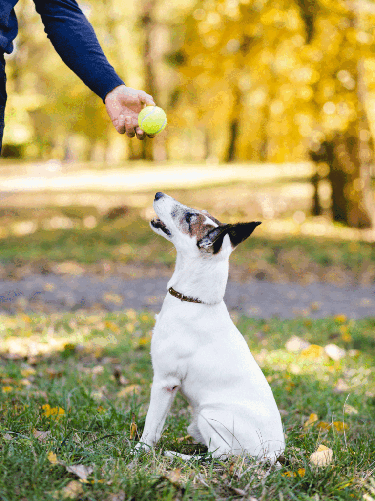cachorro branco esperando o dono jogar a bolinha