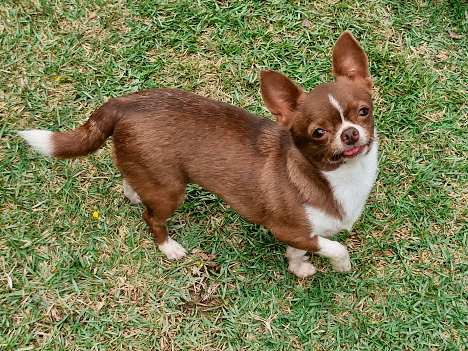 chihuahua adulto em uma hospedagem de cães no rj