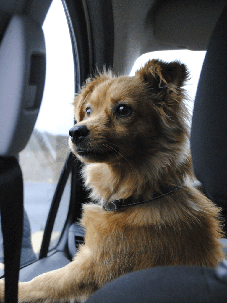 cachorro caramelo dentro do taxi dog