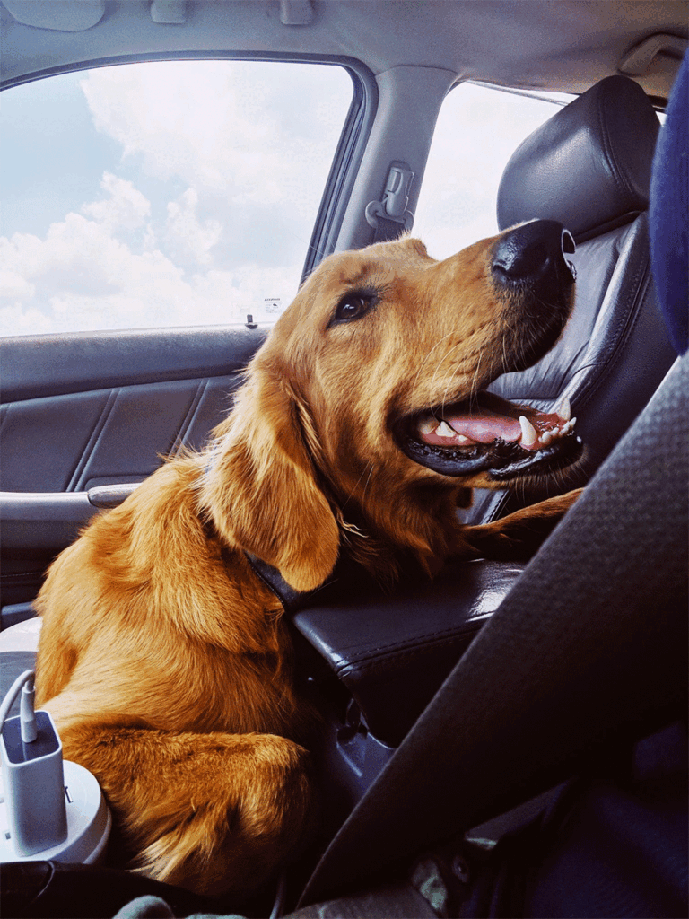 labrador dentro de um taxi dog feliz