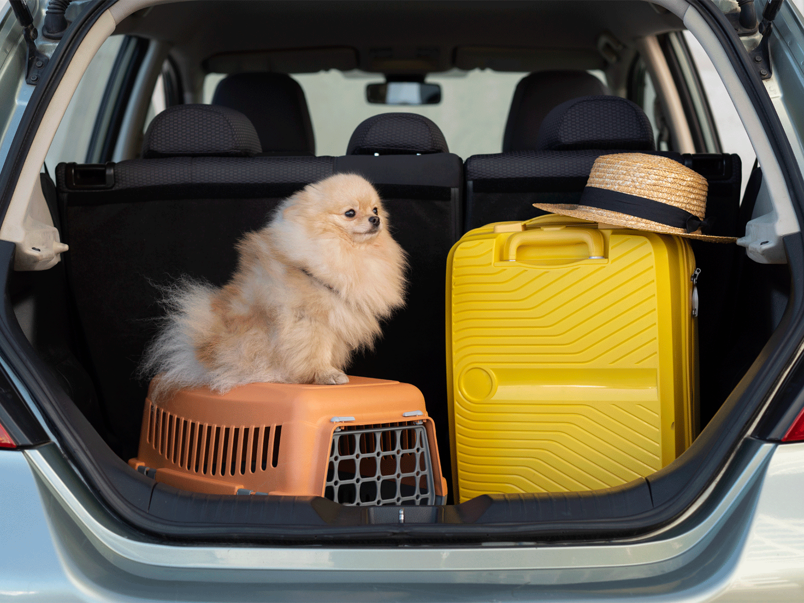 lindo cãozinho sendo transportado em um taxi dog